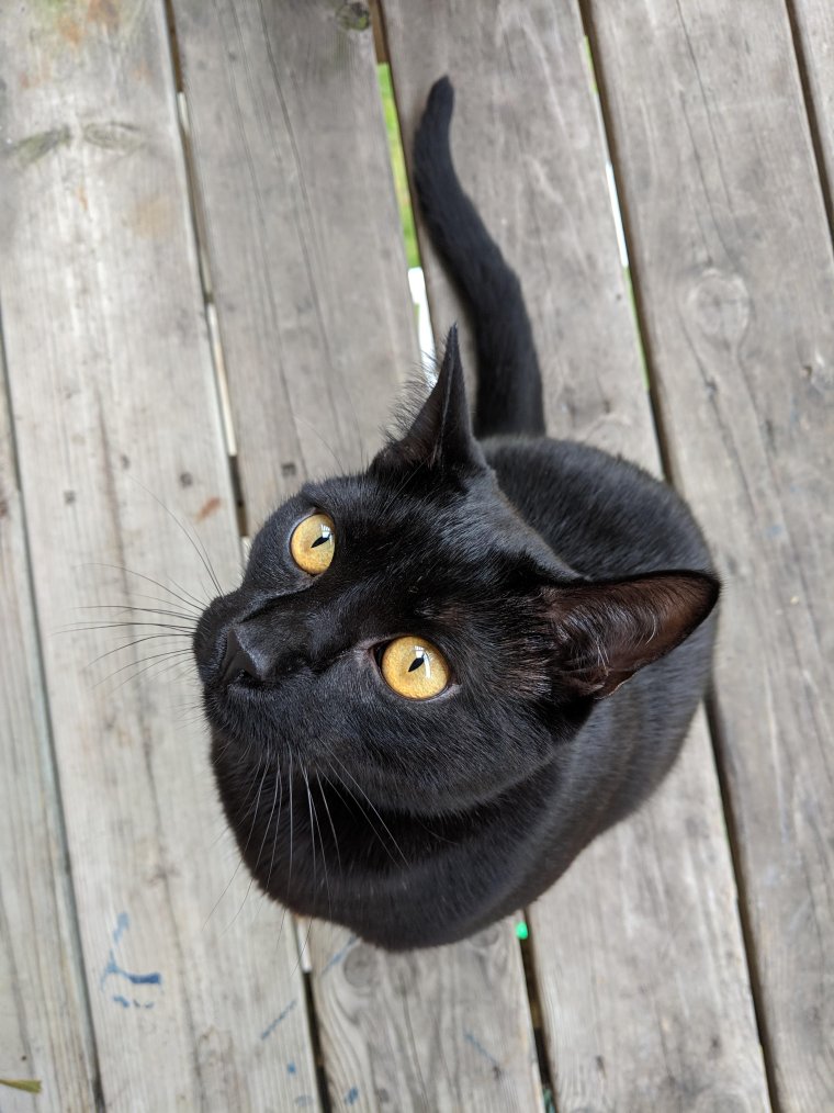 Чёрный котёнок показывает язык