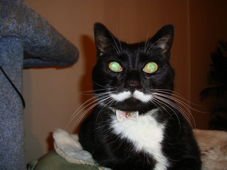 Смешной черный кот