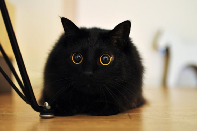 Смешные кошачьи морды