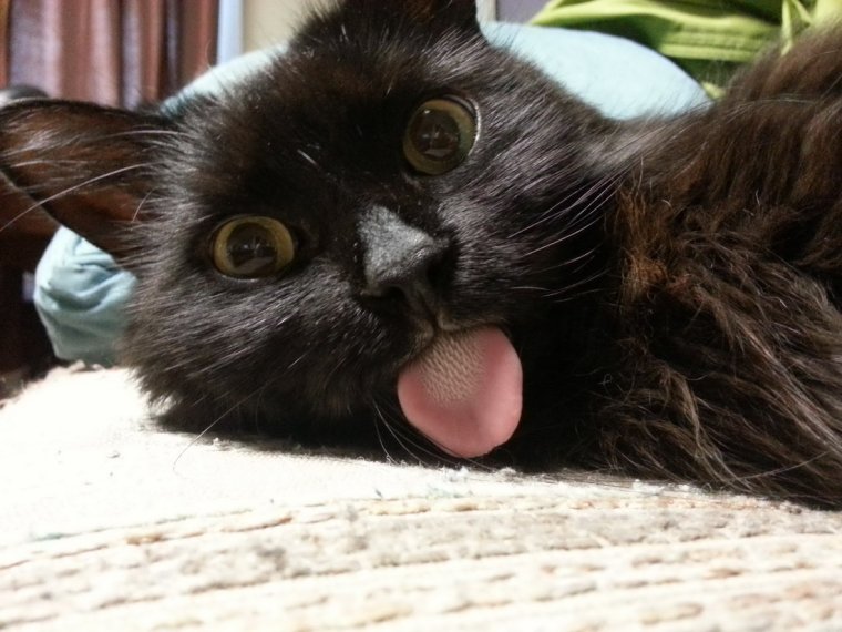 Смешные ситуации с котами