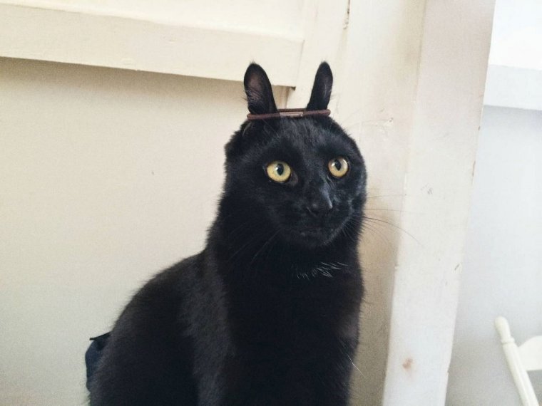 Упоротые кошки