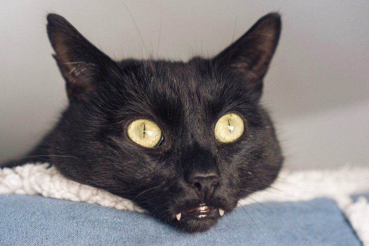 Кот Дракула Монк