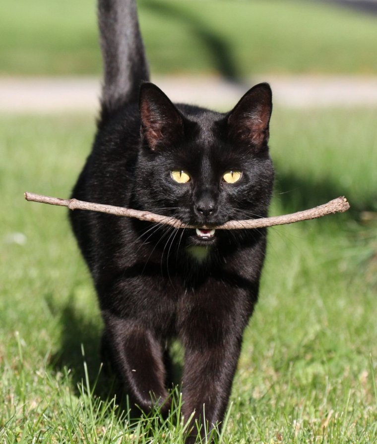 Взъерошенный кот