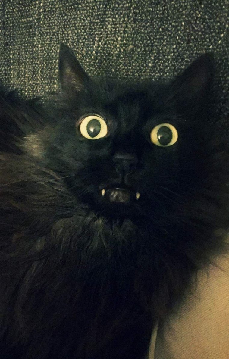 Смешной черный кот