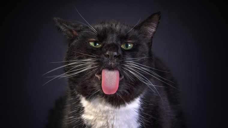 Довольный черный кот