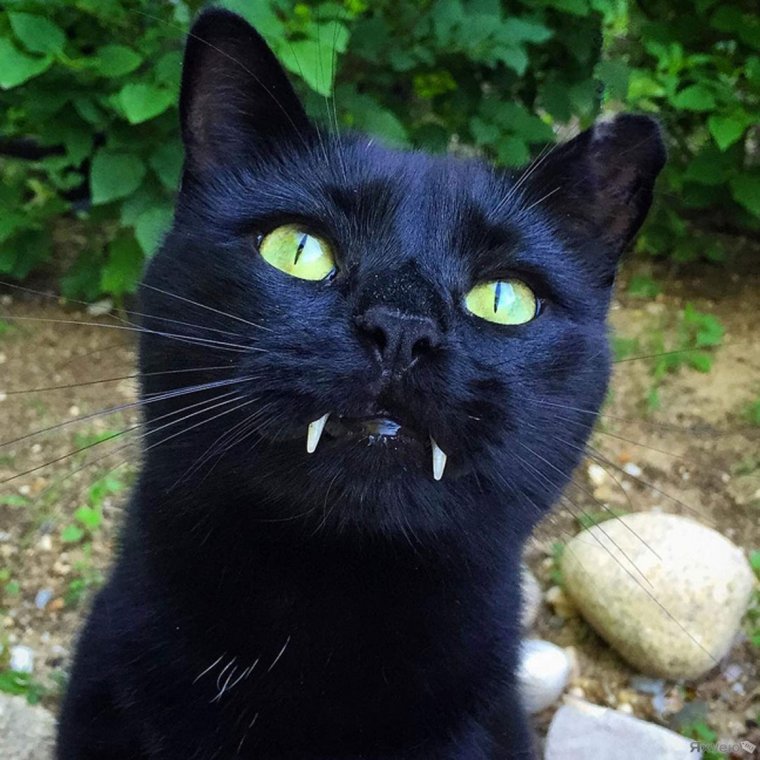 Страшный кот