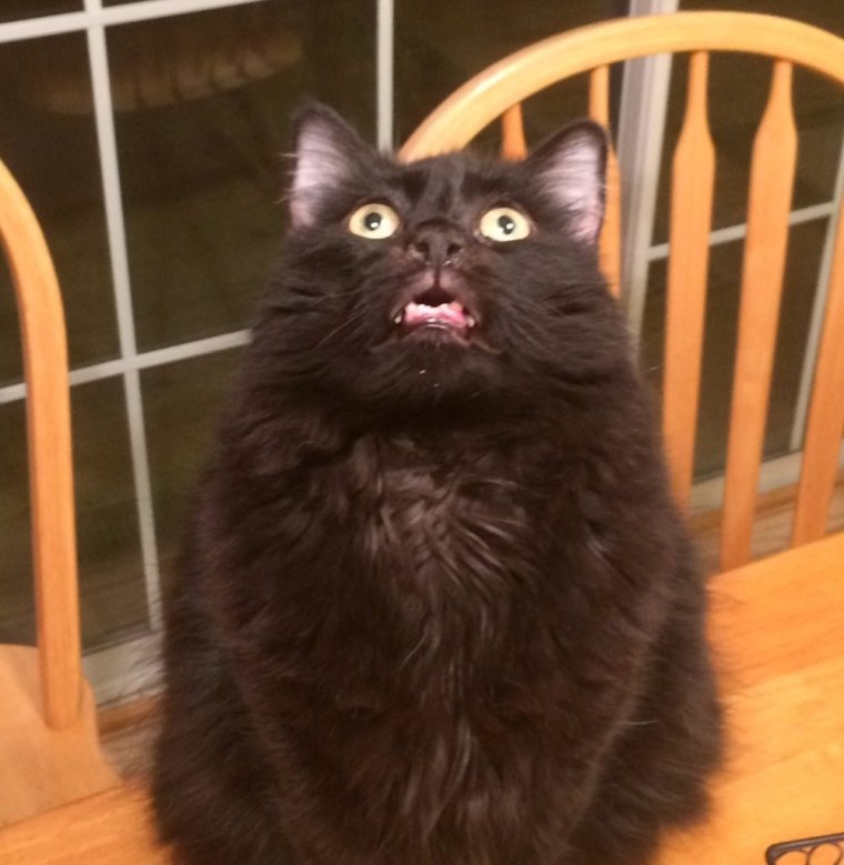 Черные коты на Хэллоуин