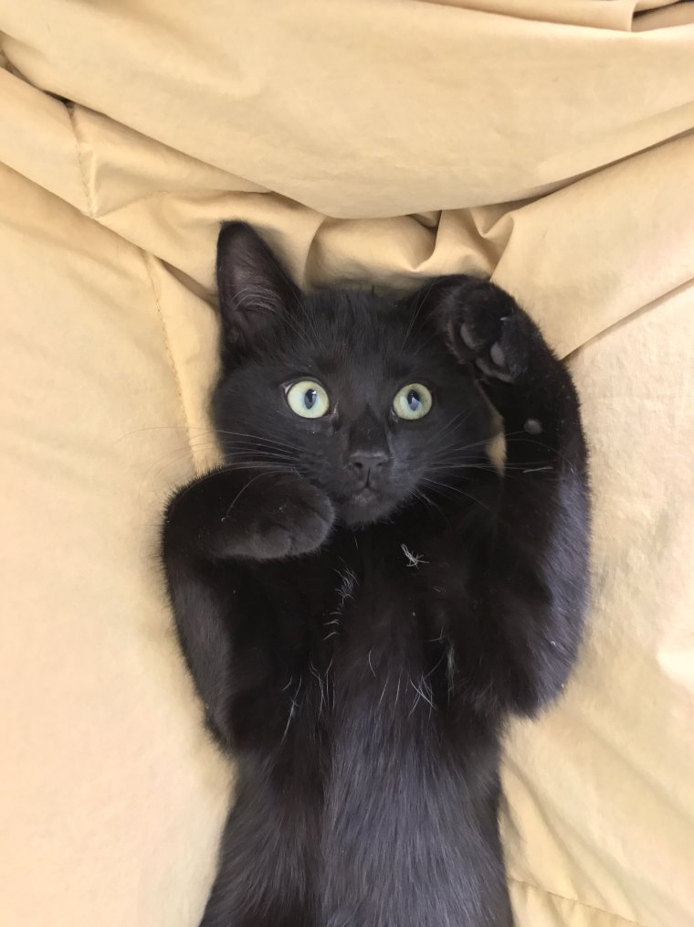 Черная кошка с высунутым языком