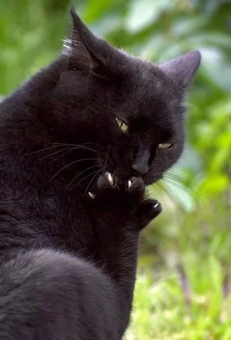 Черный кот с высунутым языком