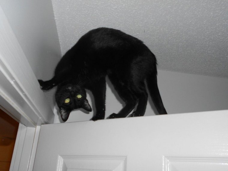 Кот вампир Монк