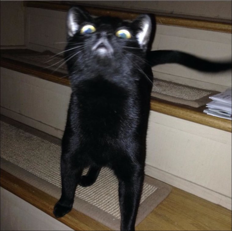 Смешной черный кот