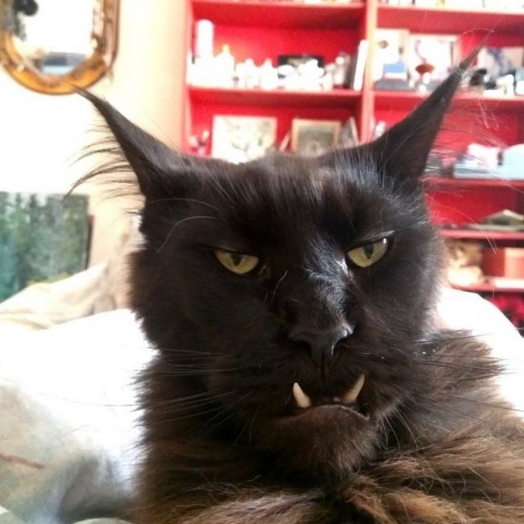 Котенок черный юмор