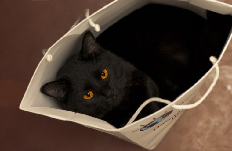 Смешные кошки