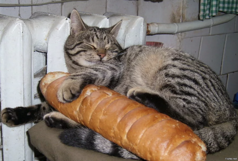 Котик с колбасой