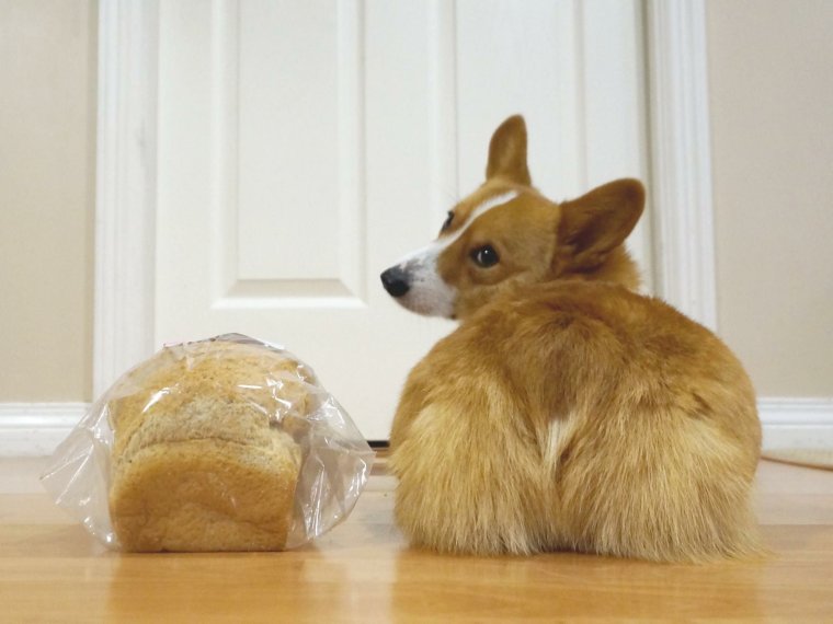 Корги Буханка