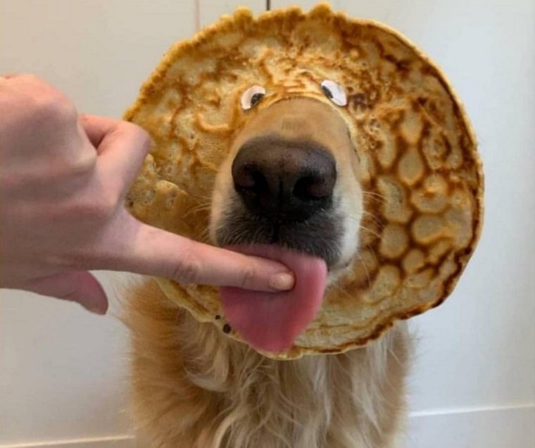 Собака с блином