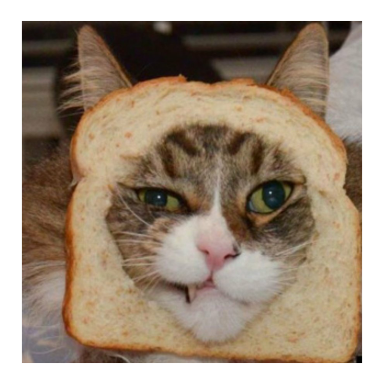 Кот в хлебушке