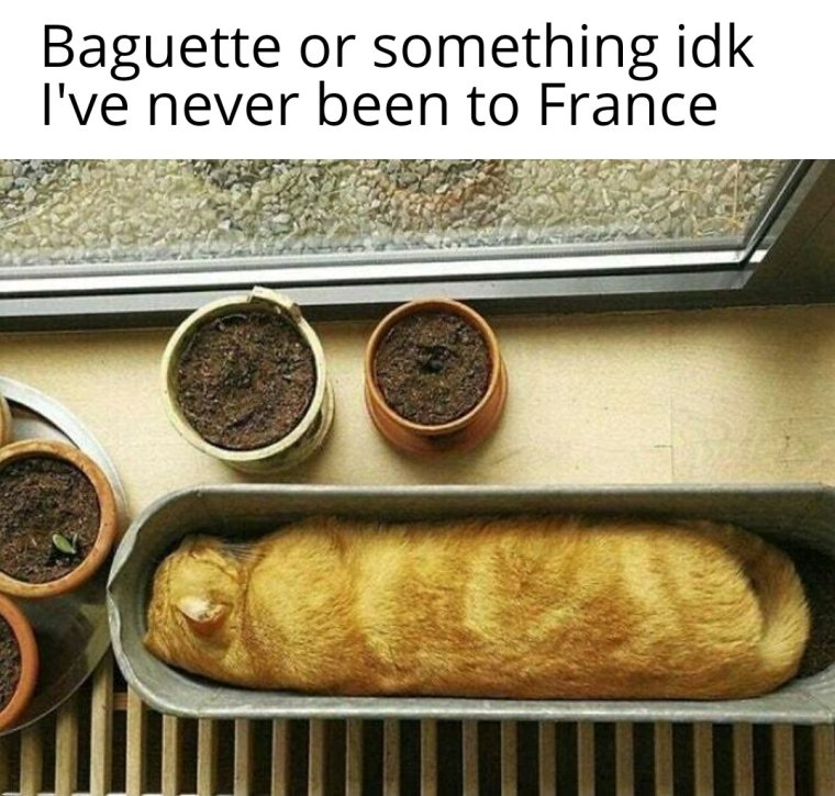 Коты батоны