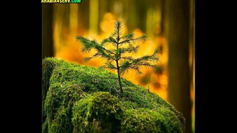С днем работника леса