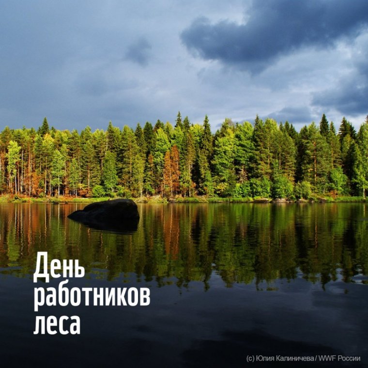 Березовая роща Рязань