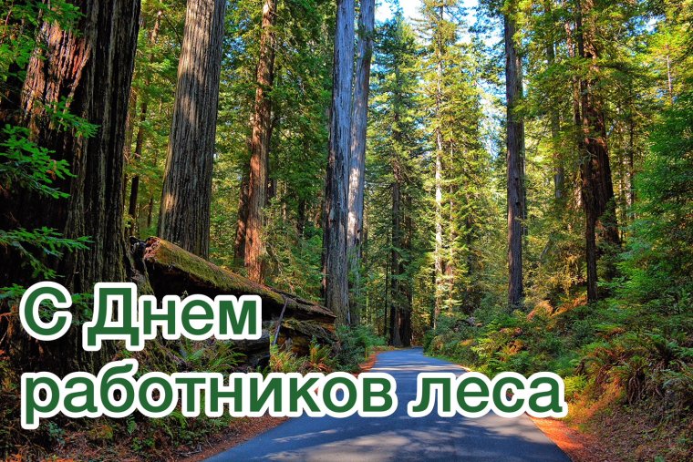 С днем работника леса