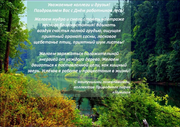 Росток хвойного дерева