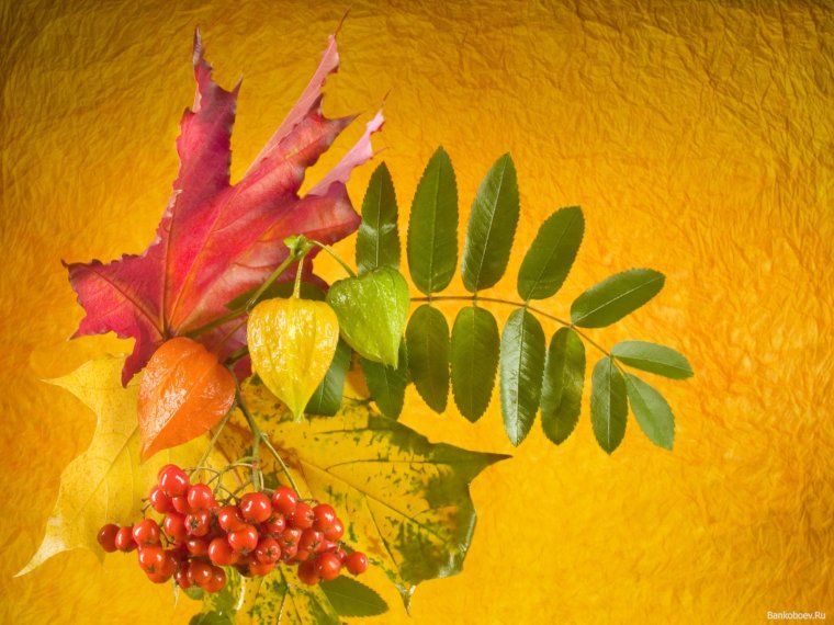 Осенние цветы