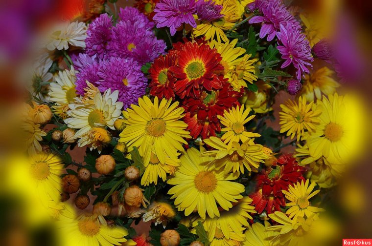 Цветы летне осенние
