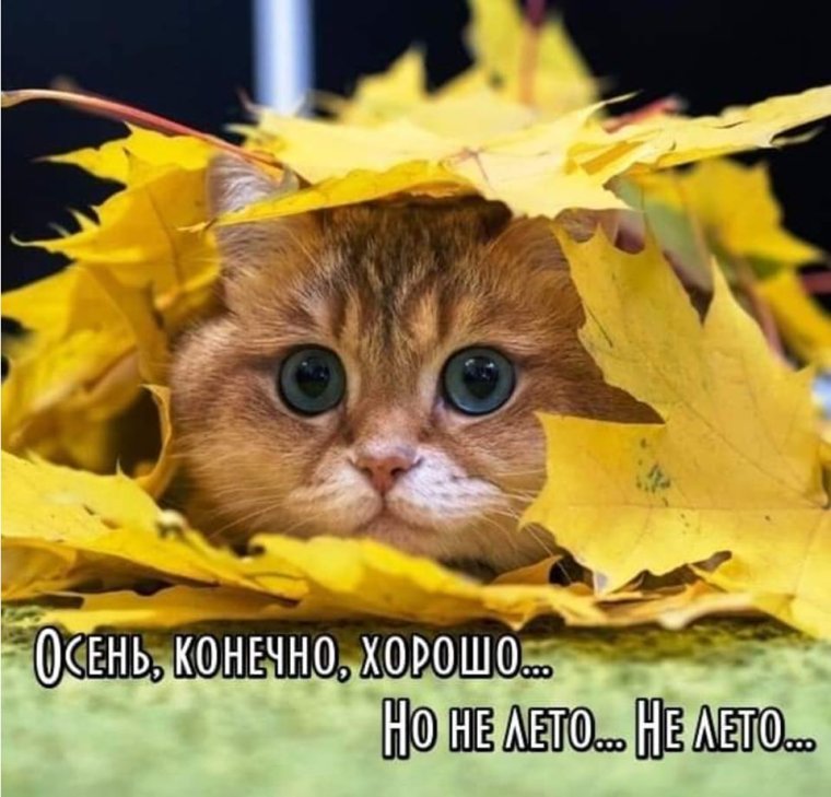 Хорошего настроения осень