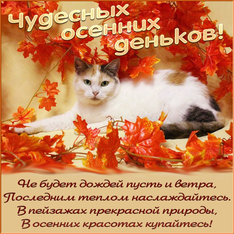 Красивые осенние пожелания