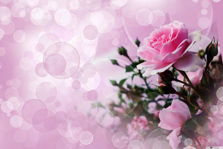 Поздравления с днём рождения свете