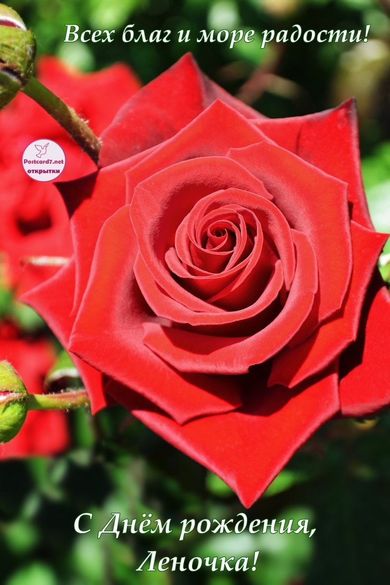 Открытки для Елены