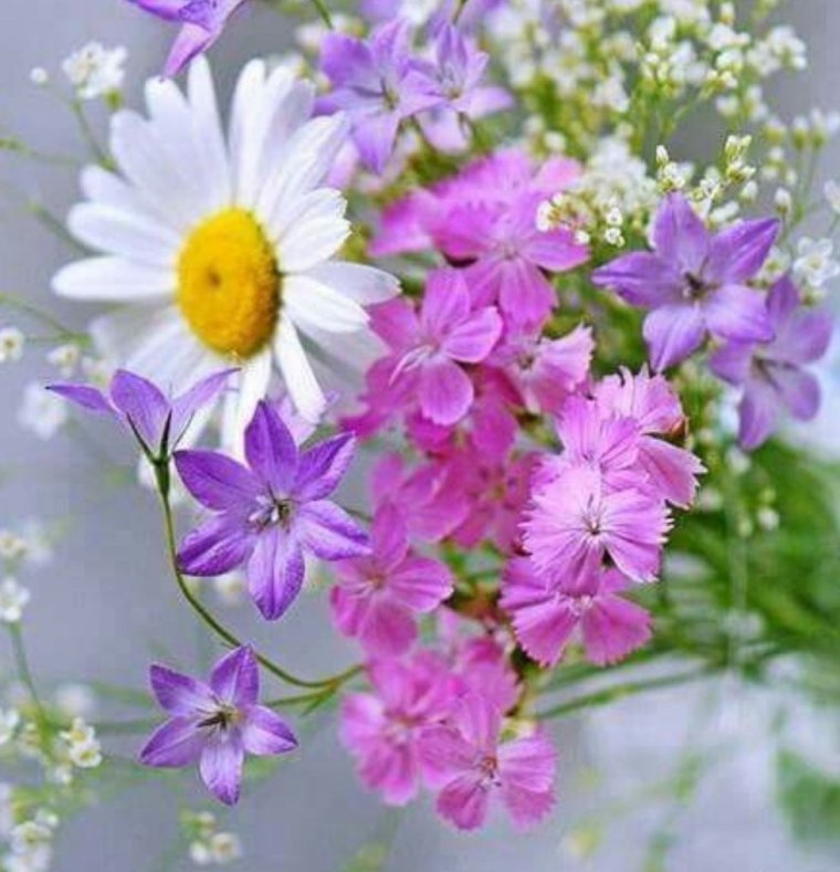 Нежные полевые цветы