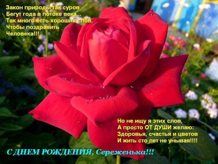 Поздравление Сергею с днем рождения в стихах красивые