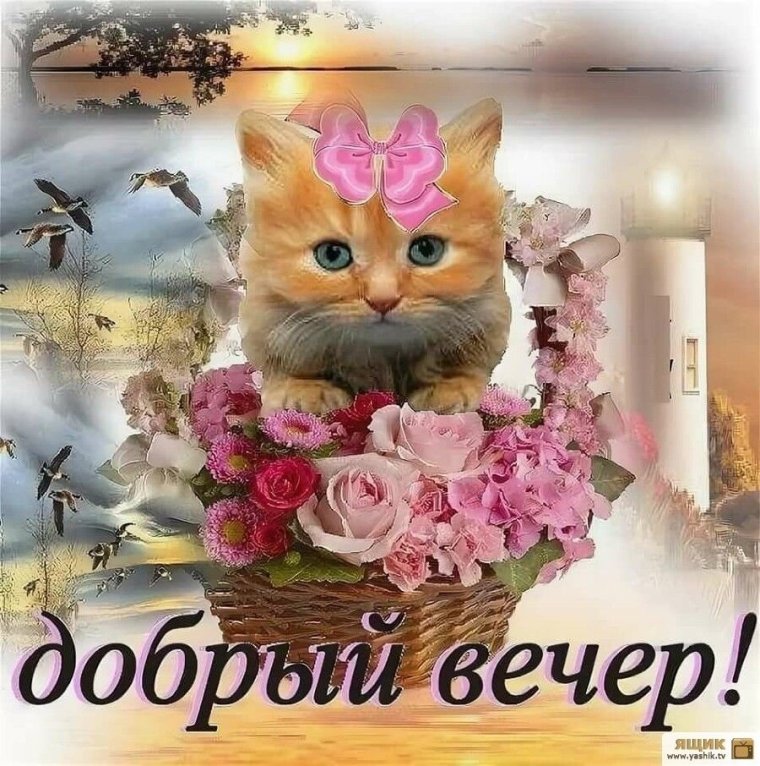 Красивые поздравления с добрым вечером