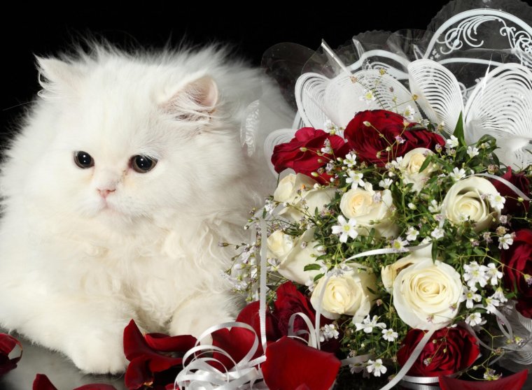 С днем рождения с белой кошкой
