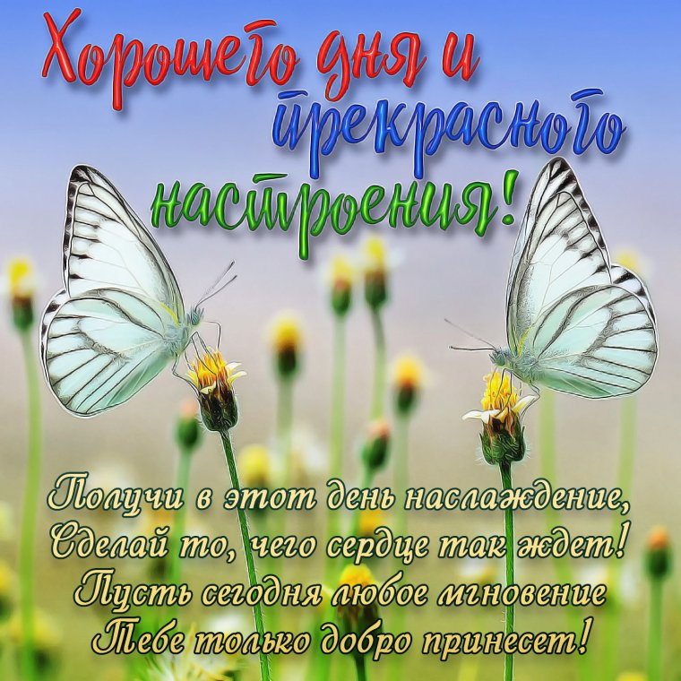 Пожелания доброго дня