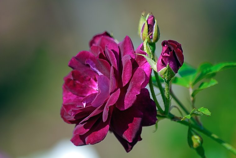 Доброе утро благословенного дня
