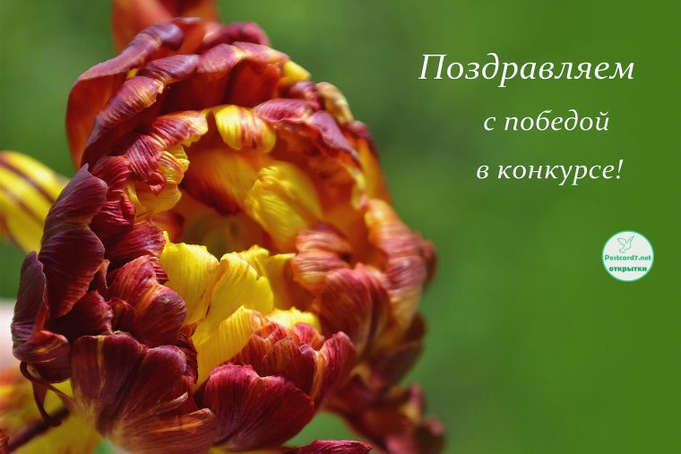 Поздравление с победой в конкурсе