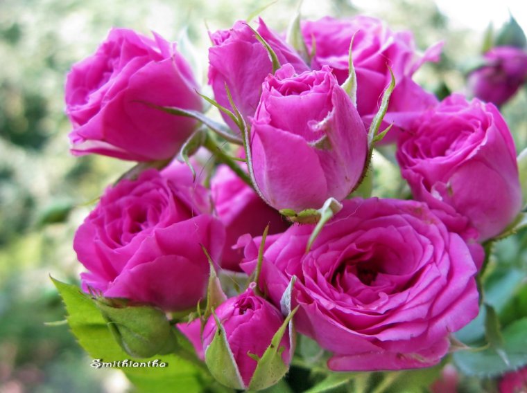 С днём рождения Вера Александровна