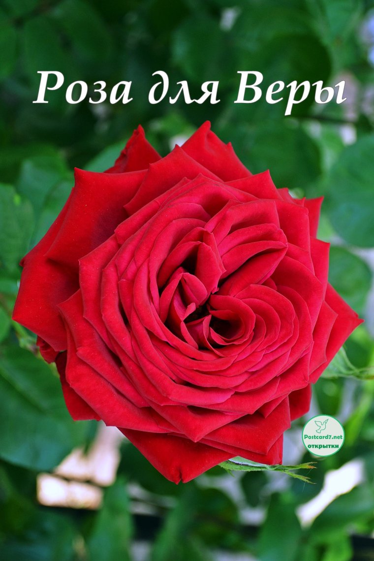 Розы для Верочки