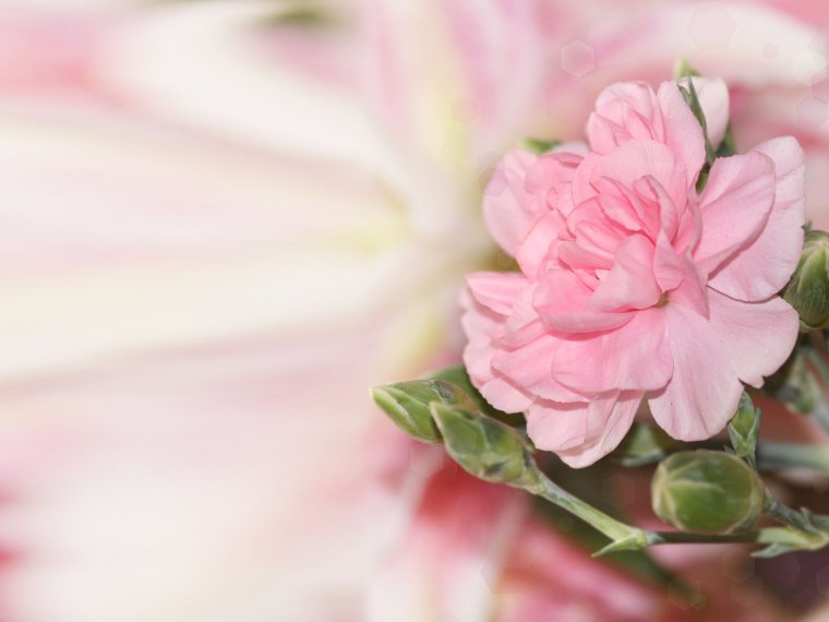 С днём рождения женщине