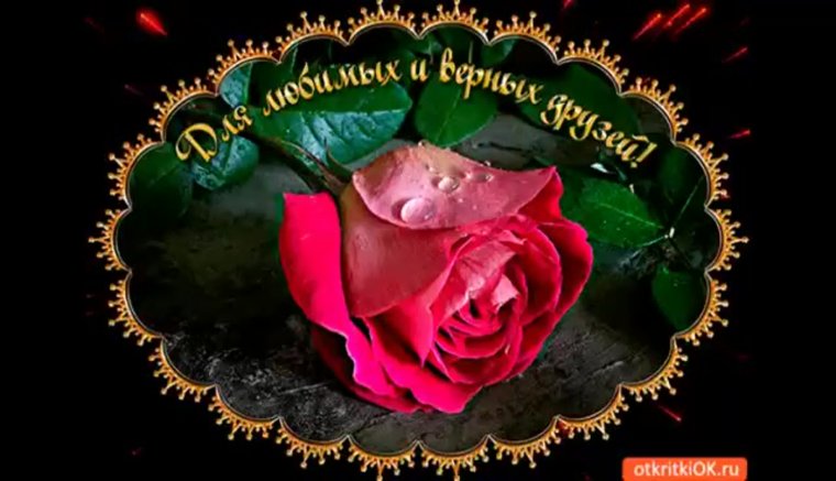 Красивая одинокая роза