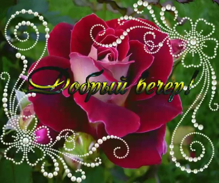 Розы для Иринки