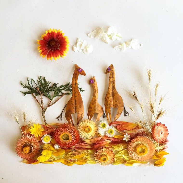 Сосна Банкса шишки