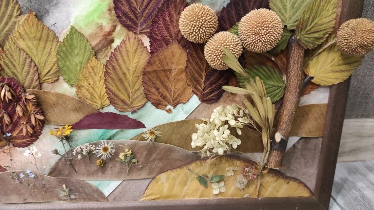 Скелетирование гербарий