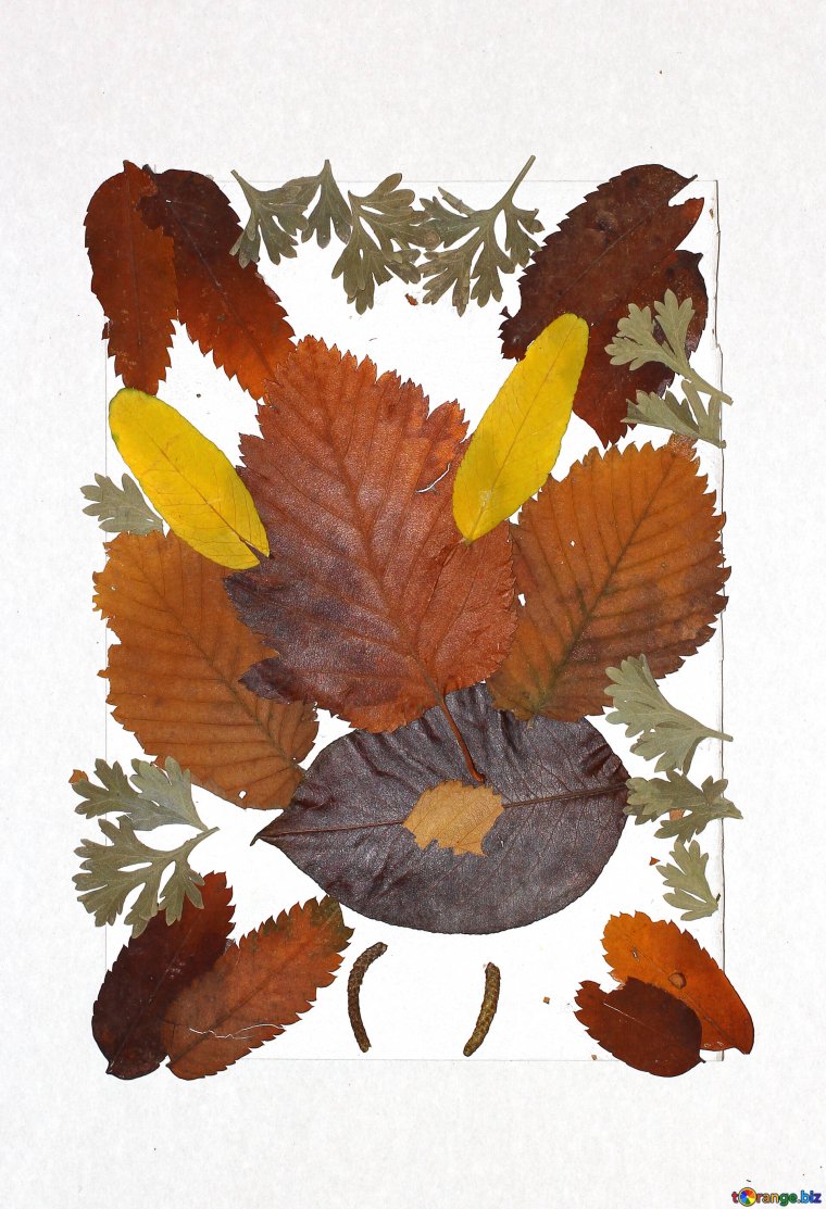 Творческие работы из природного материала