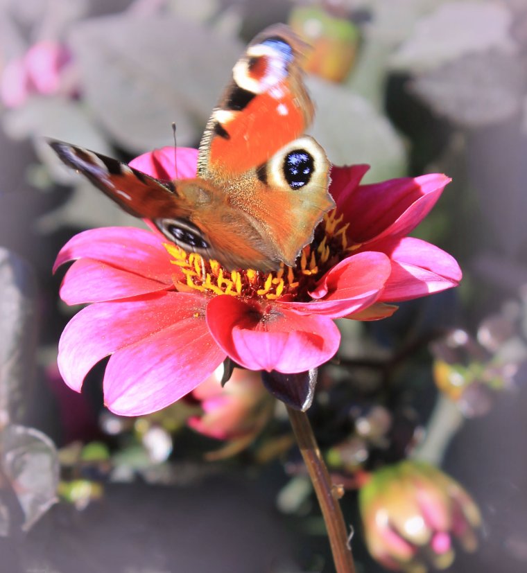 С днем рождения бабочки и цветы