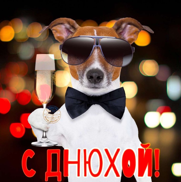 Прикольные поздравления с днем рождения