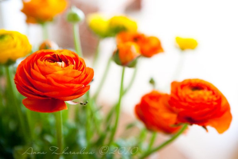 С днём рождения женщине